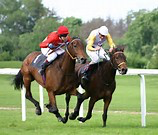 Horse racing photo